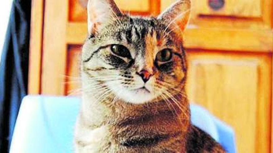 Mi gato se sienta en el arenero new arrivals