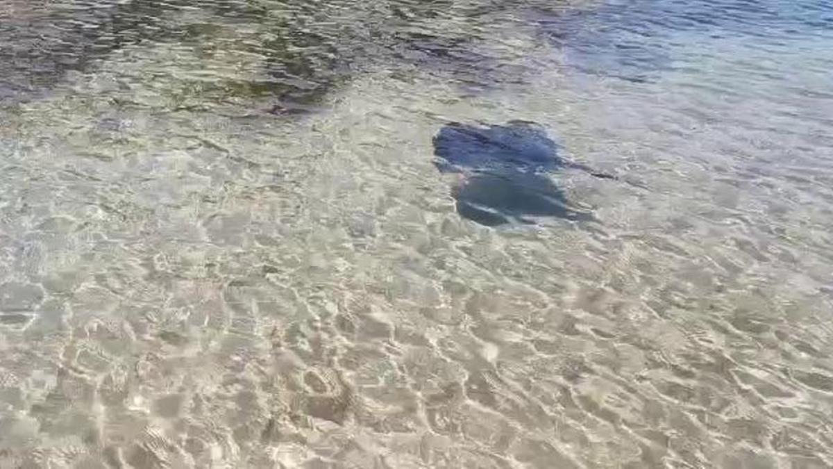 Un pez raya en una de las playas de Mazarrón.
