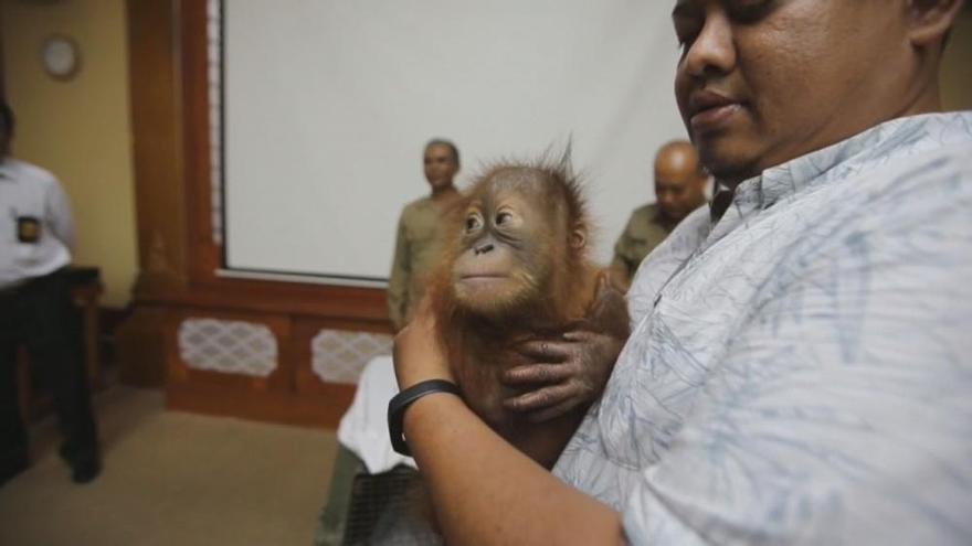 Arrestado por intentar volar con un orangután en la maleta