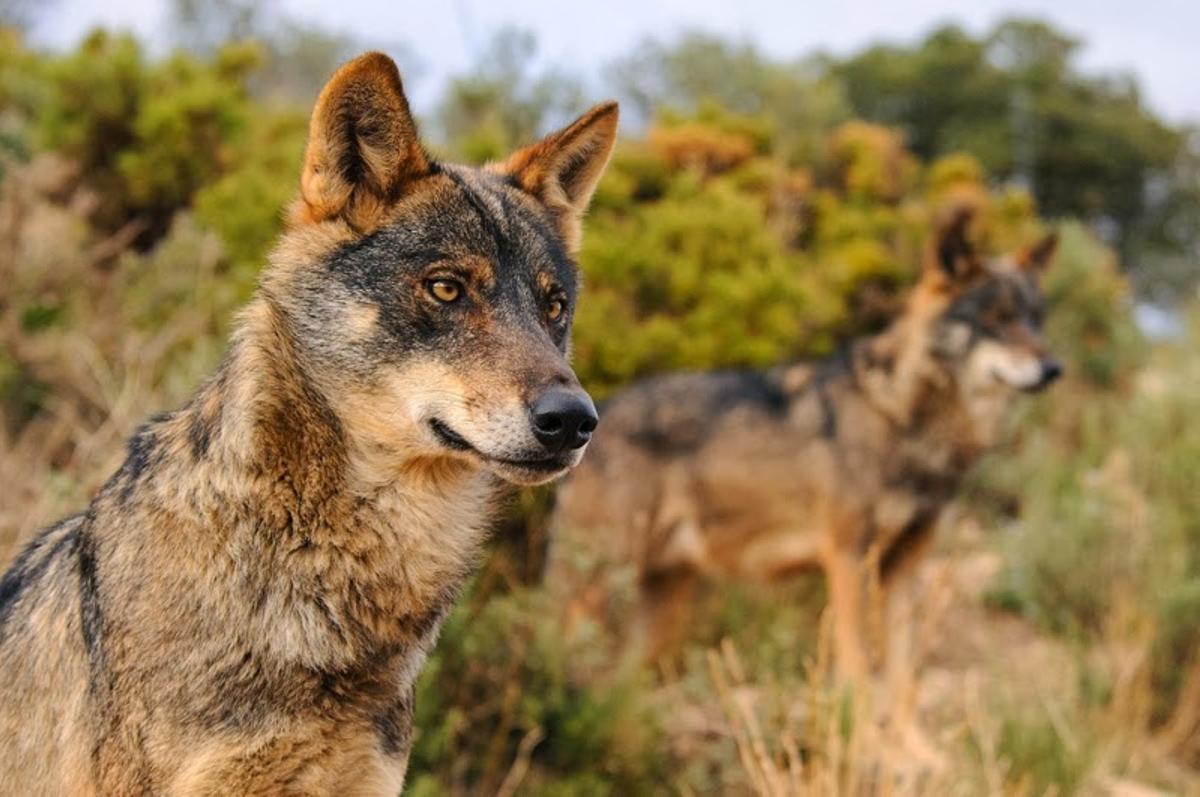 El lobo ibérico sigue en el centro de la polémica