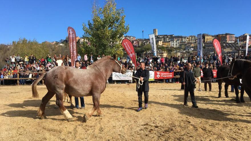 Puigcerdà reviu a la fira ramadera el rol històric de capital del cavall