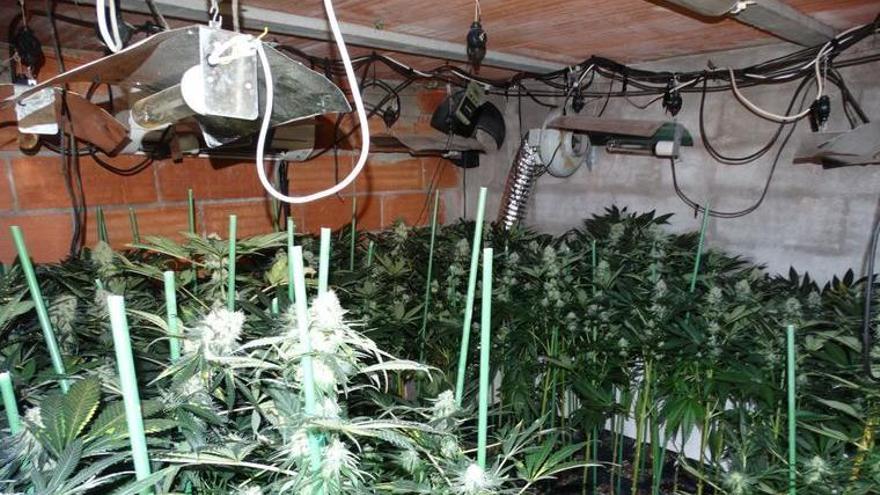 Una plantació de marihuana en un traster de Figueres