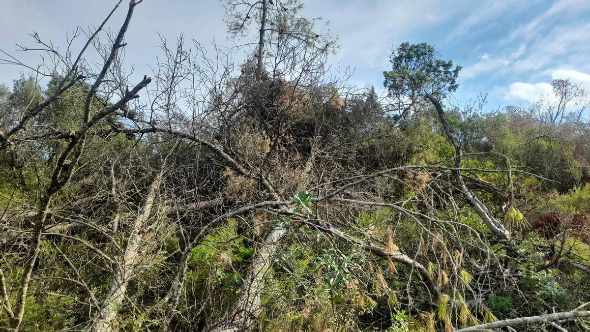 Algunos de los pinos talados junto a la base de Enguera en junio que no han sido retirados.