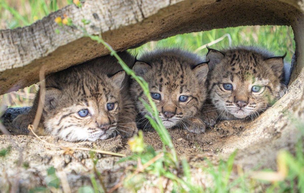 Tres cadells de linx ibèric, al Centre de cria El Acebuche | CENTRO DE CRÍA EL ACEBUCHE