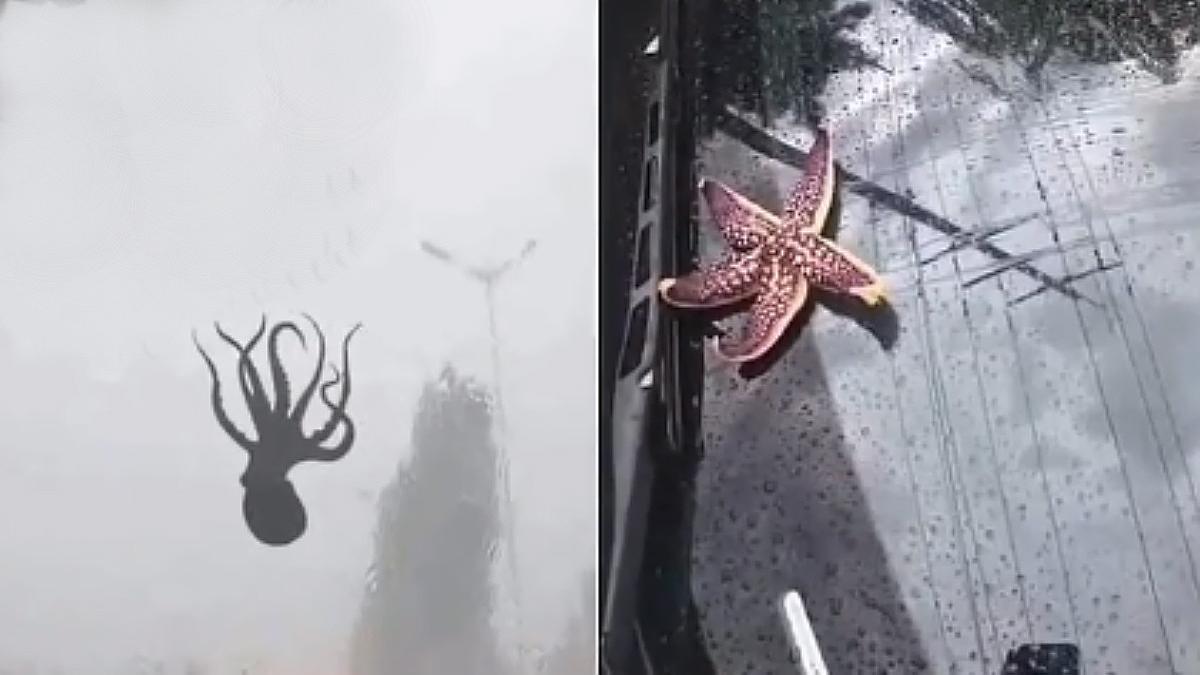 Un pulpo y una estrella de mar, llovidos del cielo en China.