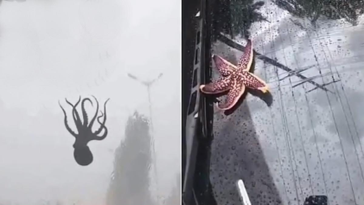 octopusrain