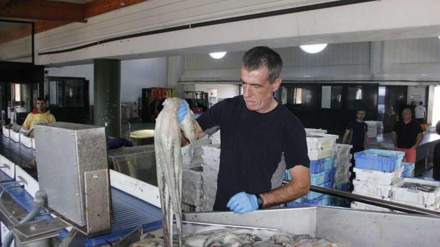 Un trabajador de la lonja de Bueu prepara el pulpo para pasar por la máquina clasificadora. // S. Álvarez