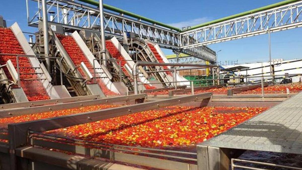 Cooperativa tomatera de Badajoz.