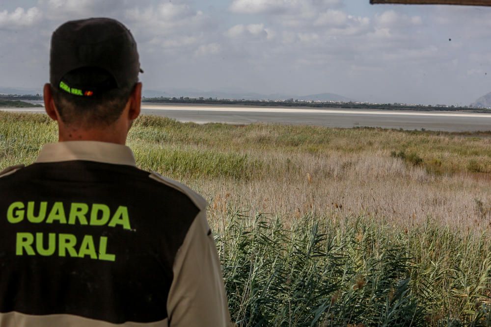 Lucha en El Hondo contra la invasión de la carpa