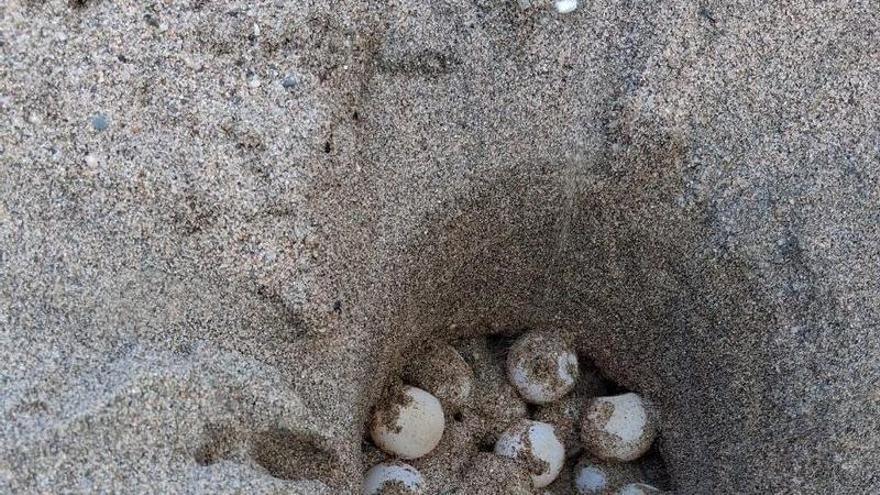 Detectat a l'Estartit el primer niu de tortuga careta de la temporada a la costa catalana