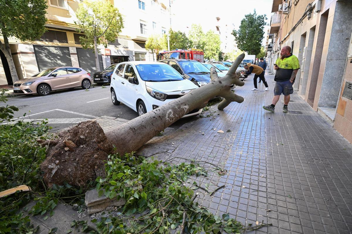 Decenas de incidencias en Elche por las fuertes rachas de viento