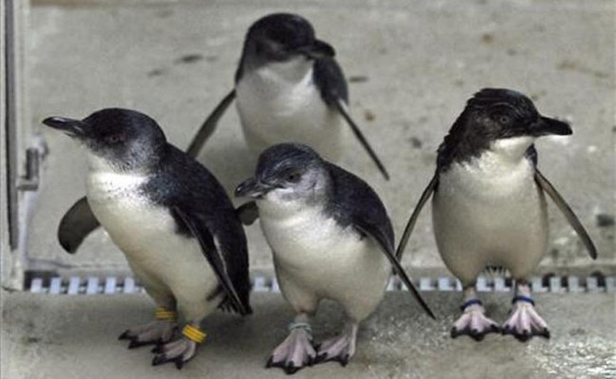 Un cuidador vigila un grup de petits pingüins a les seves instal·lacions al zoo de Wuppertal (Alemanya).