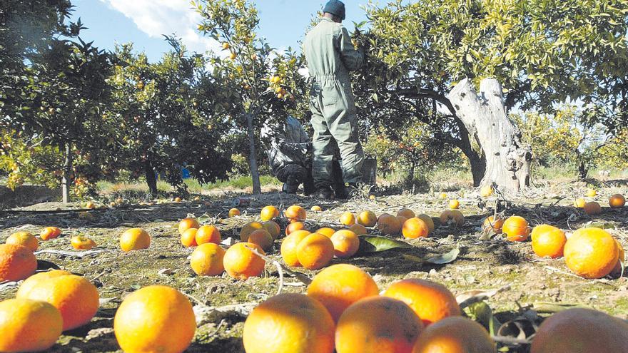 Una finca con decenas de kilos de fruta en el suelo ante la falta de demanda para consumo en fresco