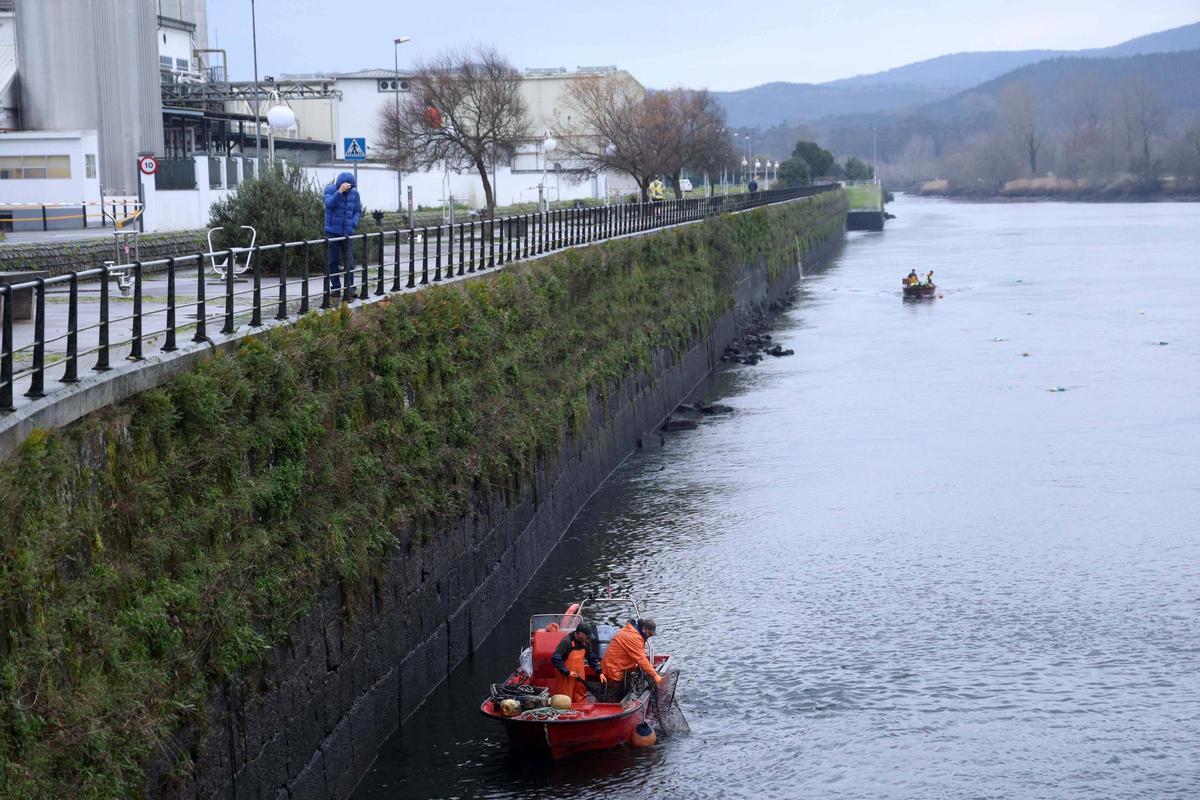 Así se pescan las primeras lampreas de la temporada.