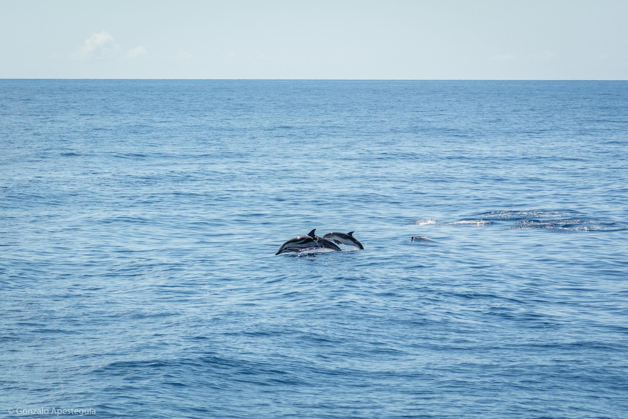 Avistamiento de cetáceos en la costa de Lanzarote