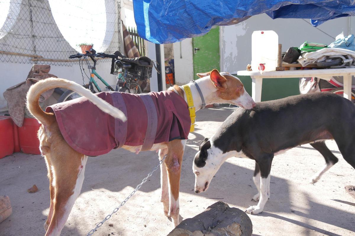 'Reina' y 'Sultana', las dos perras que han sufrido maltrato animal y que ha rescatado José Luis.