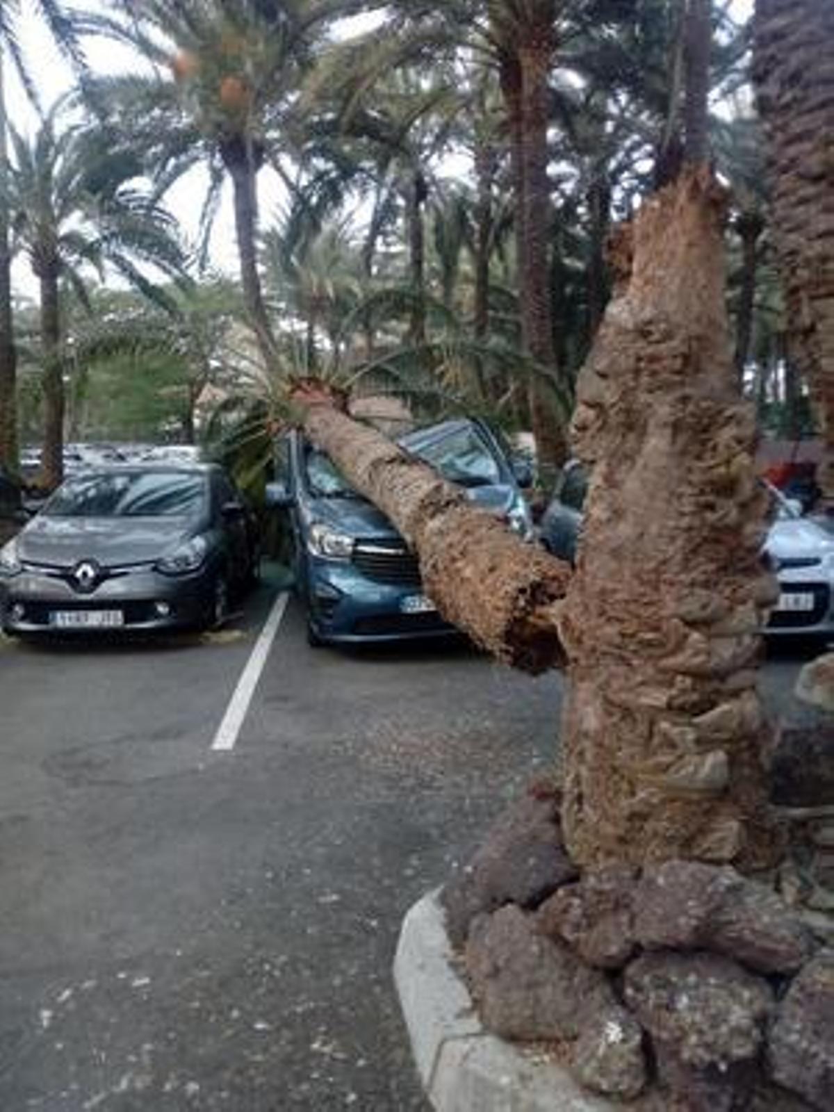 Registran más de 800 incidentes por el viento en Canarias Registran más de 800 incidentes por el viento en Canarias