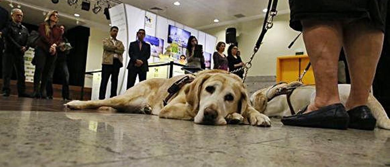 Perro guía de un ciudadano ciego.