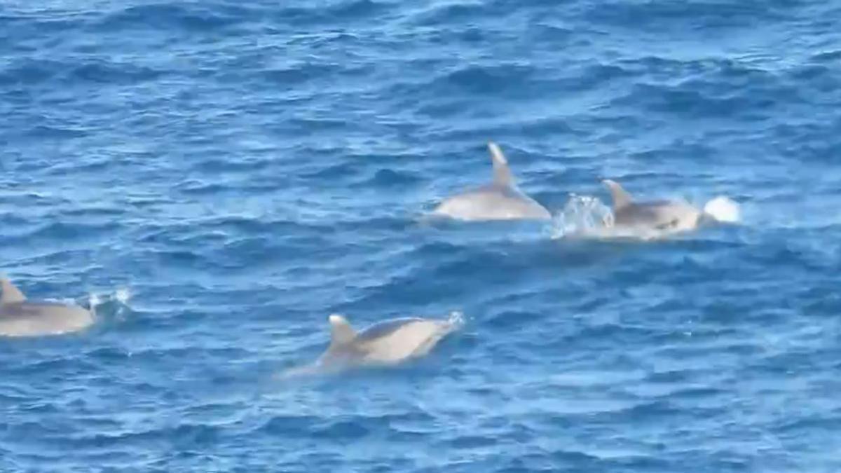 Vídeo |  Albiren dofins a Torroella de Montgrí