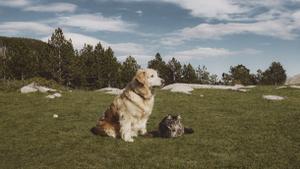 Natura Diet desarrolla recetas que replican el perfil nutricional de perros y gatos.