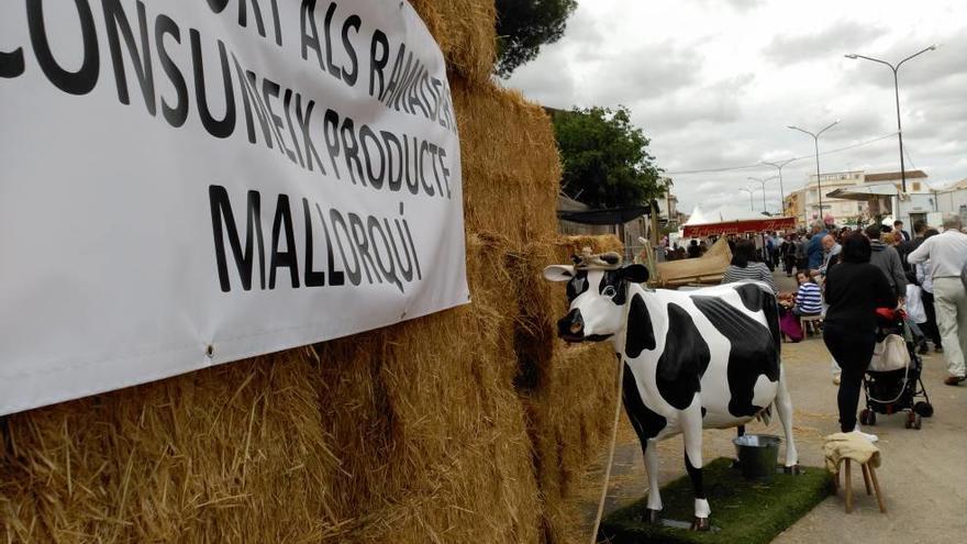 Una vaca de plástico recibía a los visitantes de esta pasada Fira de Maig de Campos.