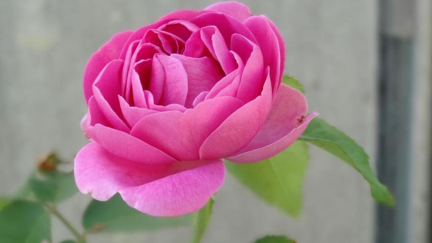 Asturias recupera la Rosa Narcea única en el mundo que ya buscan los perfumistas