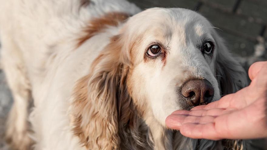 L&#039;ús abusiu de desinfectants augmenta els problemes gàstrics de les mascotes