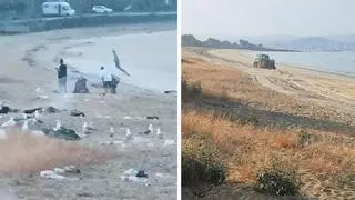 Cangas recoge una tonelada de basura en la playa de Rodeira tras la noche de San Juan