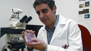 L’investigador Manuel Esteller, a l’Idibell, amb un cultiu de cèl·lules immortals HeLa.