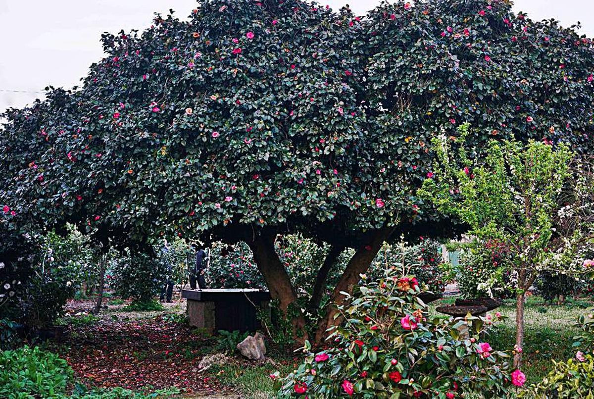 A camelia, a flor das Rías Baixas