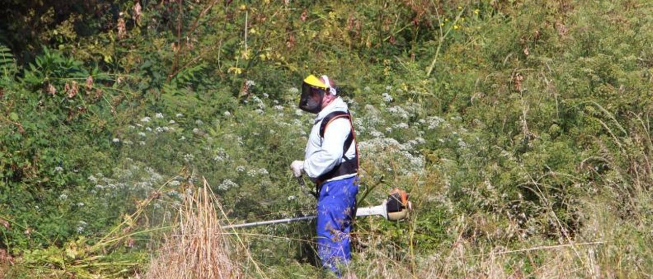 Desbroce de una finca en Ourense para prevenir losincendios. |   // IÑAKI OSRIO