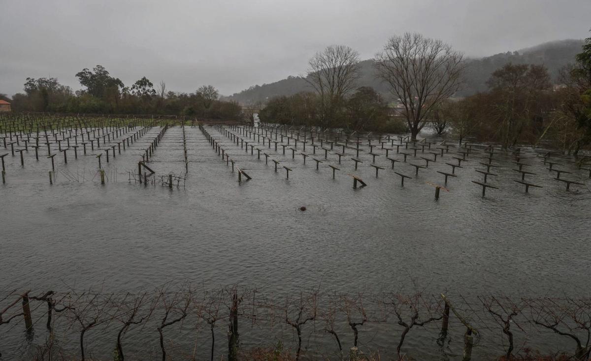 Viñedos cubiertos por el agua a orillas del río Umia, una de las zonas con más riesgo de inundación de O Salnés. | IÑAKI ABELLA