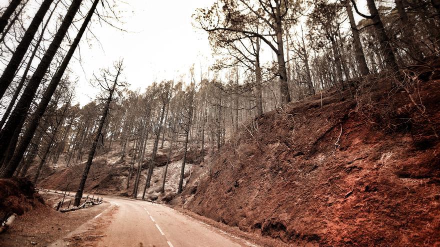 El estado de la corona forestal tras del incendio de Tenerife