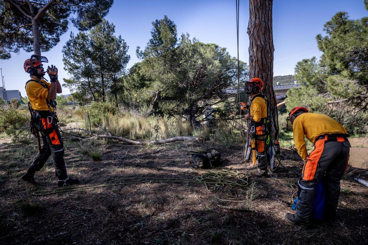 Tala de árboles en vertical durante la presentación de Endesa de su plan de prevención de incendios en bosques de Catalunya