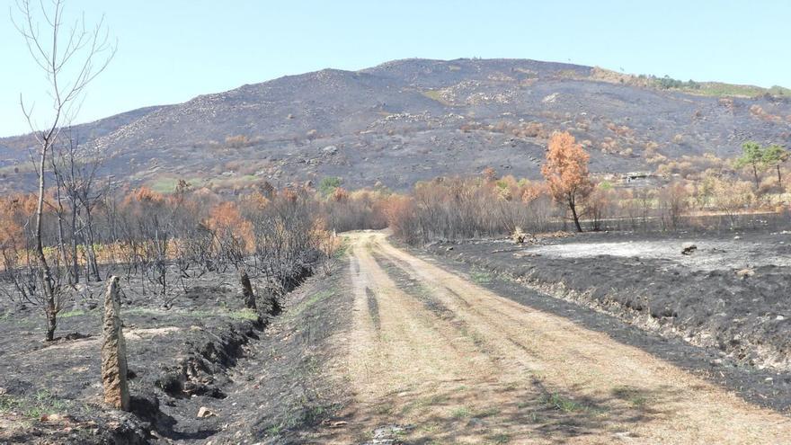 Terrenos quemados en Oímbra, donde se impulsa un polígono agroforestal. |   // FERNANDO CASANOVA