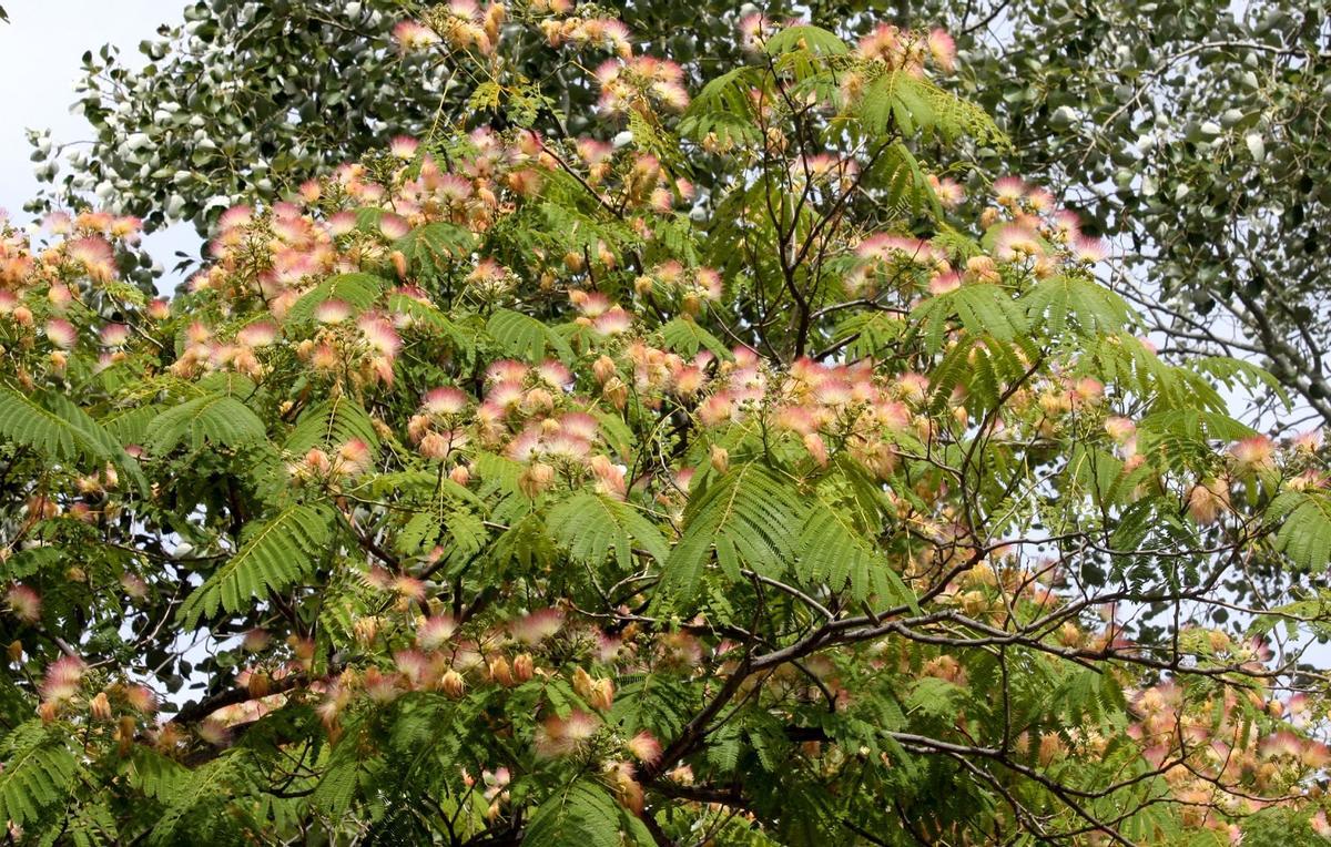 Copa en flor de un árbol de la seda.