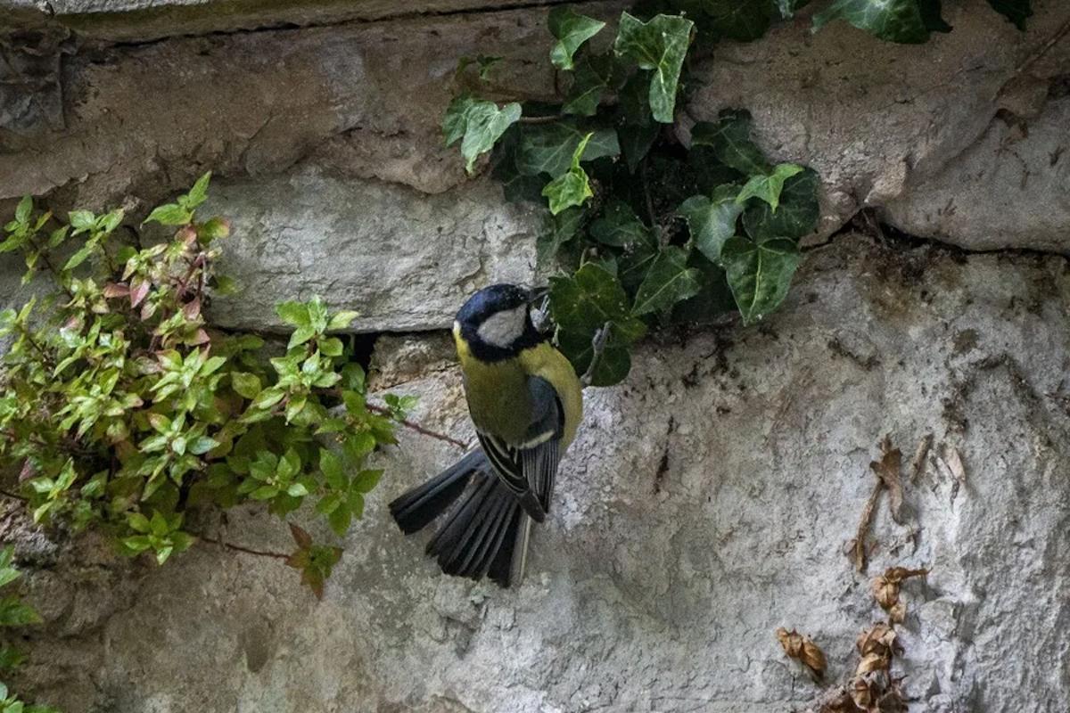 Ejemplar de carbonero en Santander.