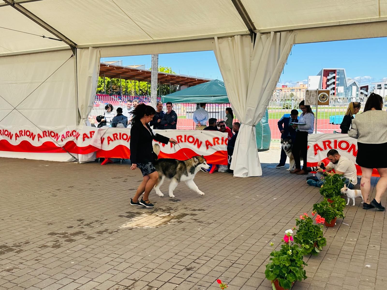 Más de 500 mascotas participan en la primera jornada del Concurso Internacional Canino en Torrent