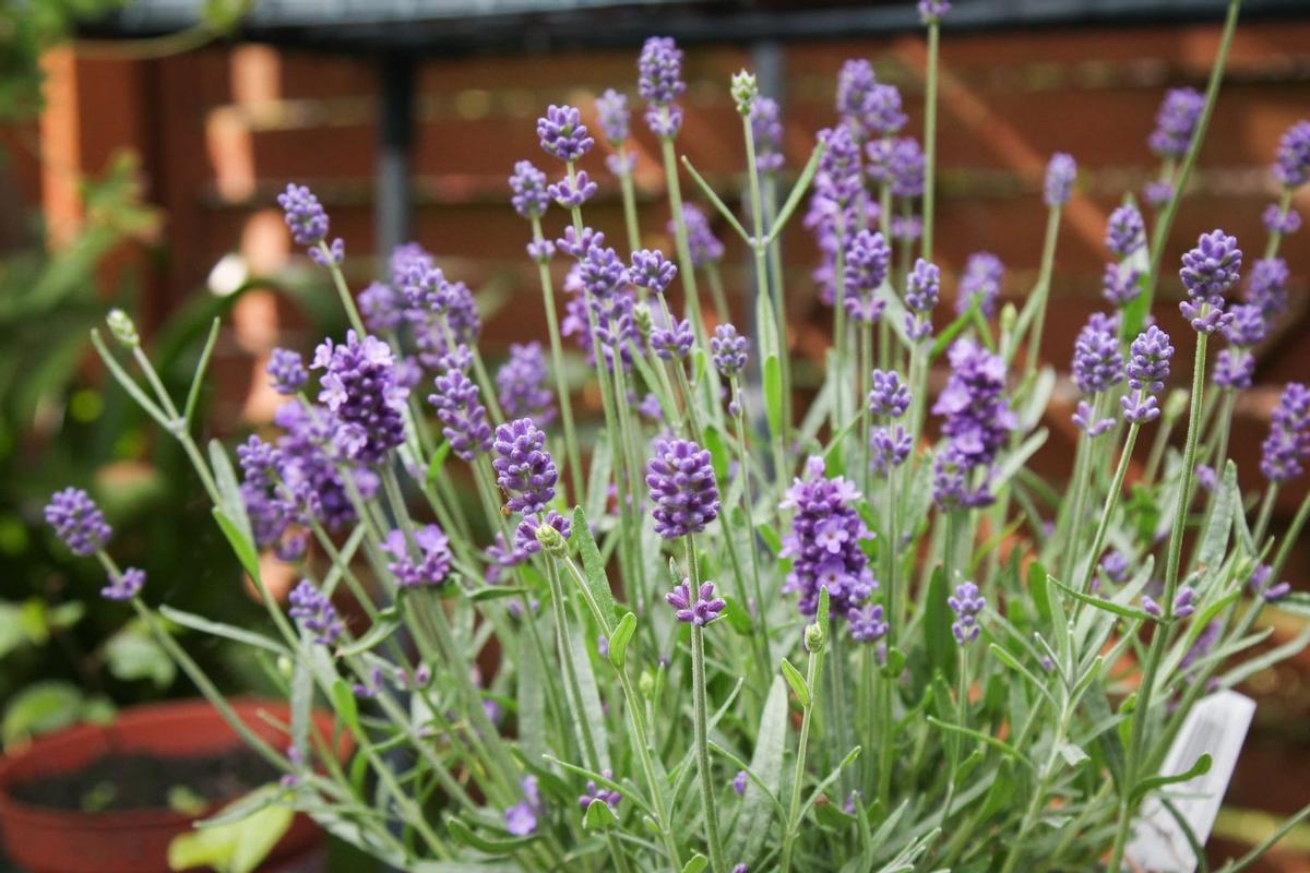 Lavanda