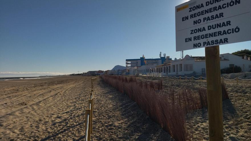 Las dunas arraigan en les Deveses de Dénia