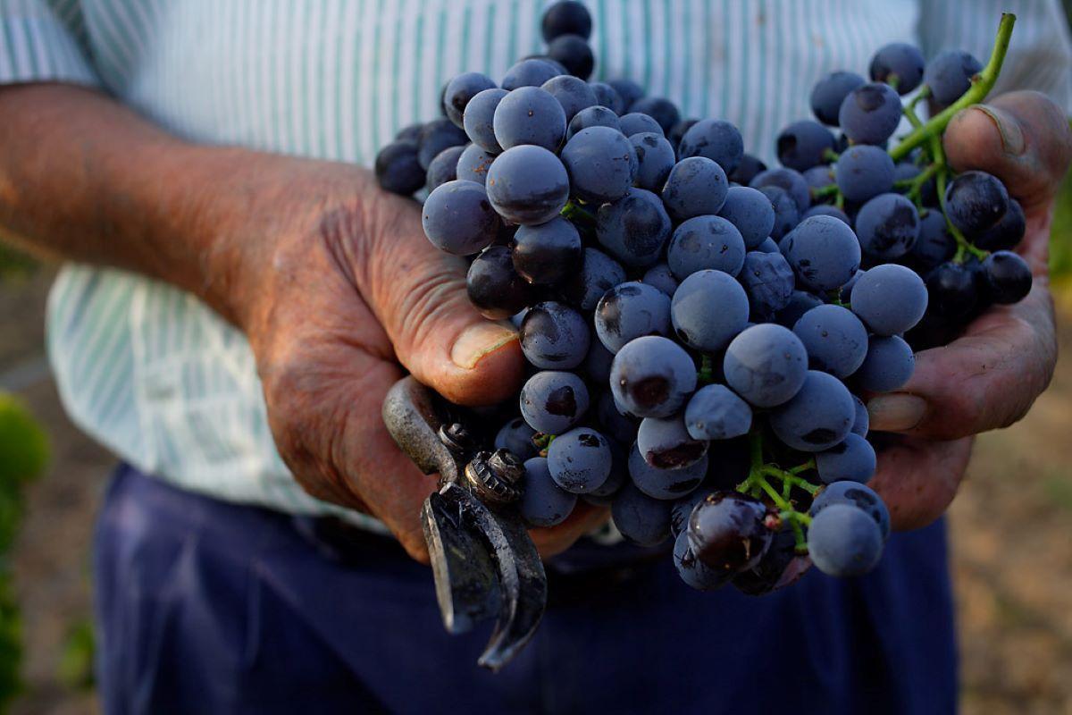 Així són els vins amb DO Empordà: Si ets fan de l'enologia no hauries de perdre-te'ls