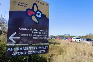 Caos para ver los flamencos en l’Albufera