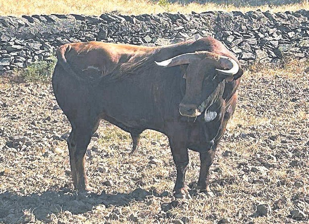 &quot;Cepero&quot;, novillo que estará en el Feria de Begoña.
