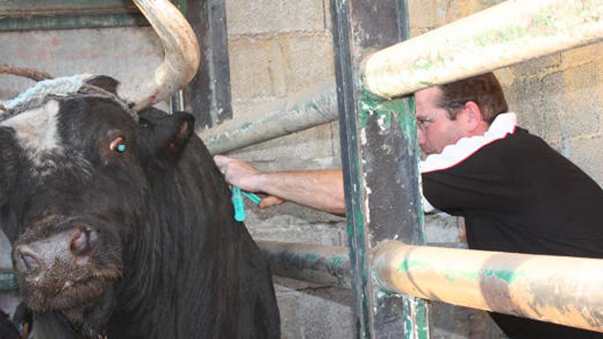 El Consell pretende introducir la presencia necesaria de un veterinario en los &quot;bous al carrer&quot;