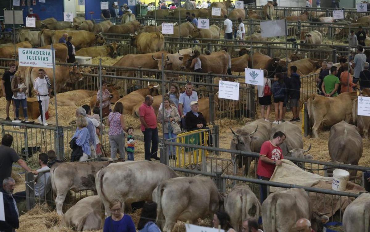 1.-Mercado de ganado en Las Meanas, en 1933. 2.-Mercado también en Las Meanas en 1934, con gran participación de público. 3.-Una portada del programa del concurso de ganado del año 1963, que era la edición 83 del certamen. 4.-Un joven participando en un concurso de hípica en el certamen de San Agustín de 1998. 5.-Una mujer observa las reses desde el primer piso del pabellón de La Magdalena, aún sin remozar. 6.-Un ejemplar de concurso en 2017. 7.-Semental más laureado del certamen ganadero de Avilés en el año 1929, en una imagen que mantiene, de fondo, el mercado genuino en la plaza del Carbayedo.  | ARCHIVO EL BOLLO Y LNE