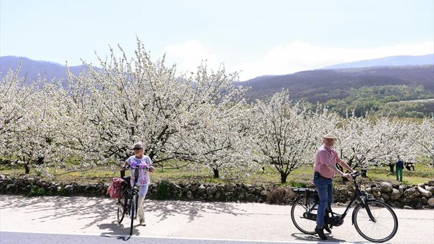 La Primavera y Cerezo en Flor será del 21 de marzo al 3 de mayo