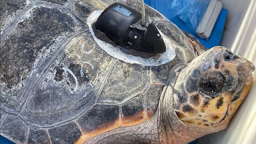 La tortuga Estrella lleva un dispositivo GPS que permite seguir su viaje por el Mediterráneo
