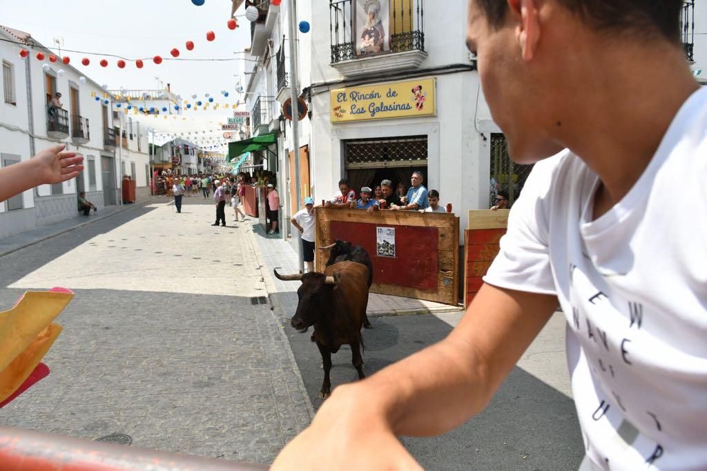 Fotogalería / Encierro de las vacas de El Viso