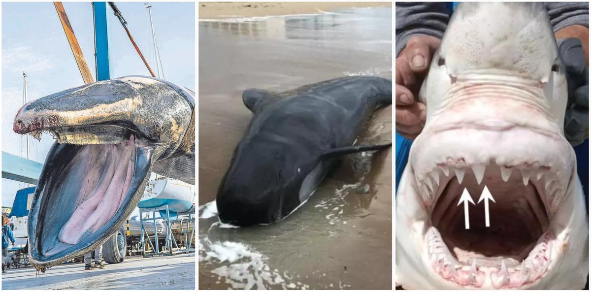 Encontrado en Florida al tiburón blanco más grande del mundo