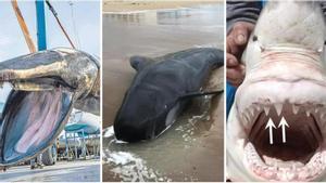 Los gigantes marinos de la costa valenciana